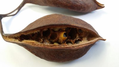 Brachychiton populneus - brachychiton topolový - zdrojový plod a semena